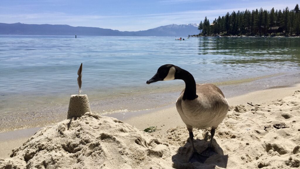 Goose at Meeks Bay (Photo: Christine Sarkis)
