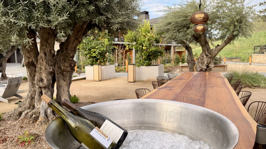 wine bottles in a big ice bucket on a long table among the olive trees at Appellation Healdsburg