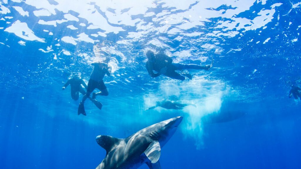 Daily dive trips from Kimpton Grand Roatán Resort & Spa by IHG explore Roatán’s best dive sites (Photo: Kimpton)