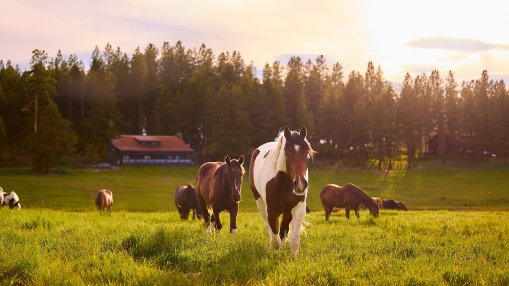 Horses in a field at Paws Up Montana