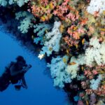 scuba diver near large coral reef at Four Seasons Resort Seychelles at Desroches Island