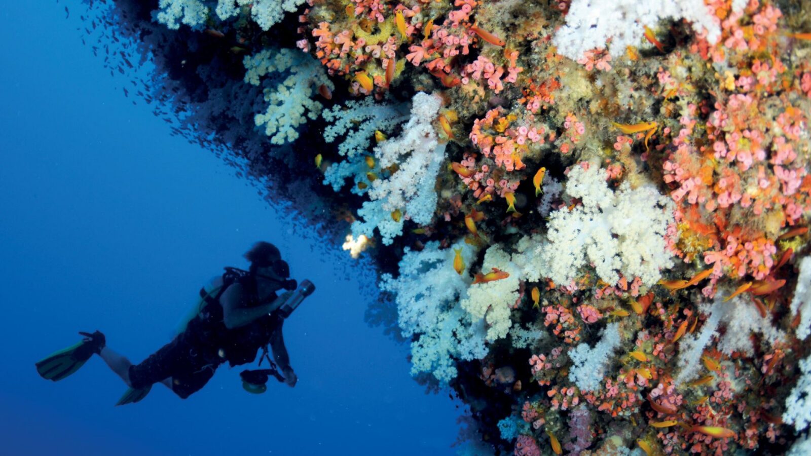 scuba diver near large coral reef at Four Seasons Resort Seychelles at Desroches Island