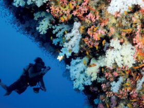 scuba diver near large coral reef at Four Seasons Resort Seychelles at Desroches Island