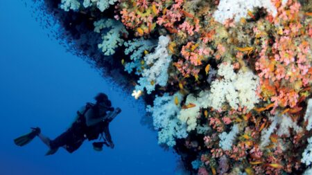 scuba diver near large coral reef at Four Seasons Resort Seychelles at Desroches Island